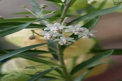 Gomphocarpus physocarpus
